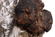 Chaga