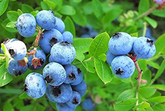 Organic Blueberry
