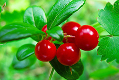 Organic Lingonberry