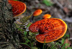 Reishi Mushroom