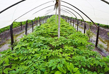 Ginseng planting base