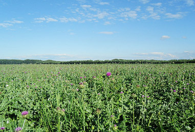 Milk thistle planting base