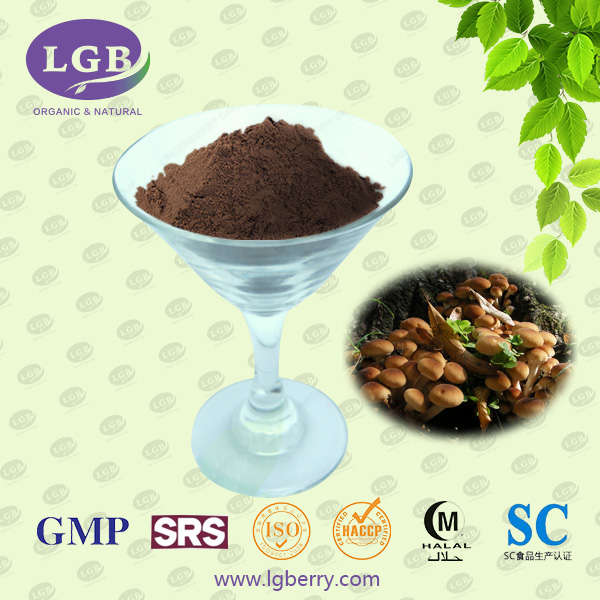 Agrocybe cylindracea Extract