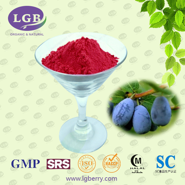 Lonicera caerulea Juice Powder